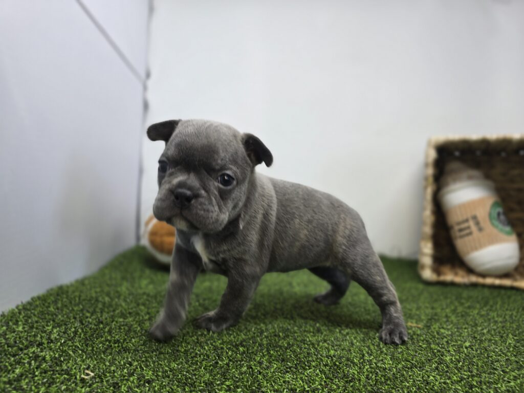 Paisley - Frenchton - Image 4