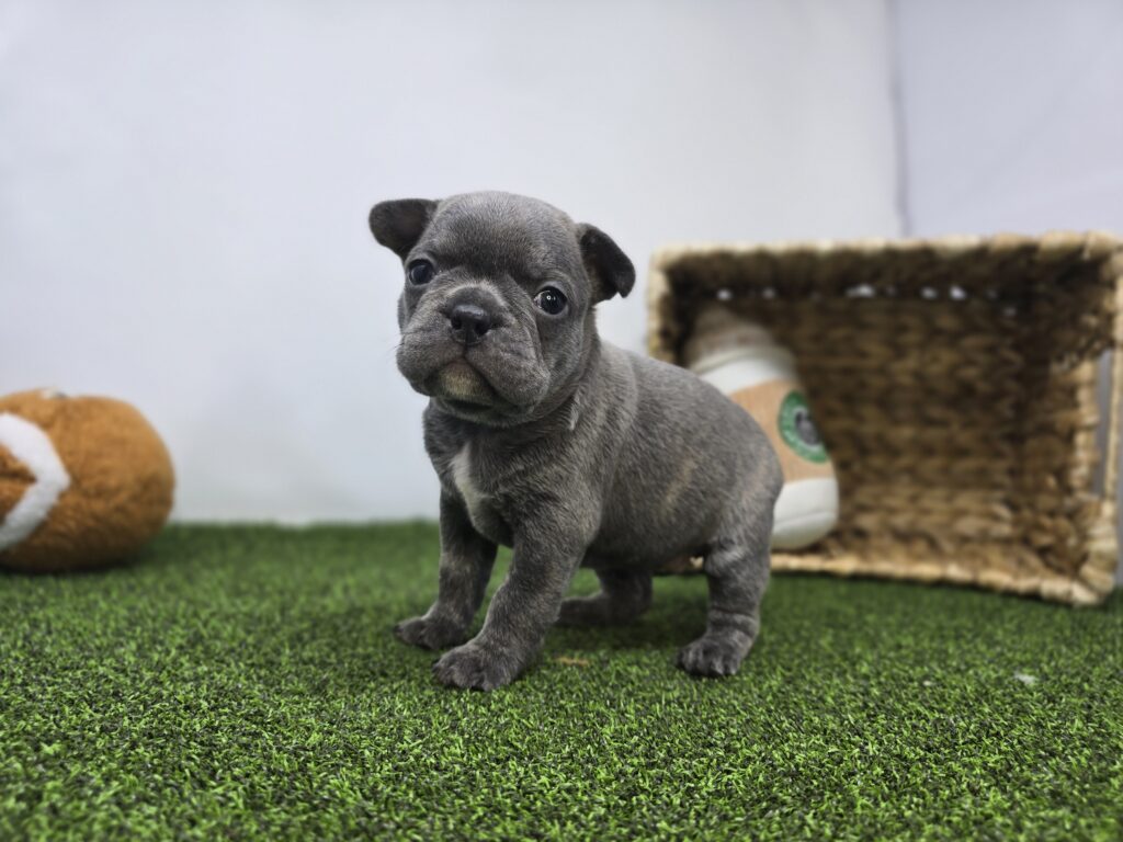 Paisley - Frenchton - Image 5