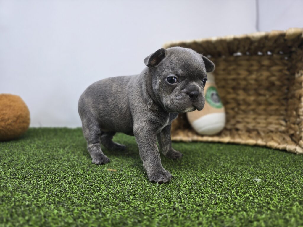 Paisley - Frenchton - Image 6