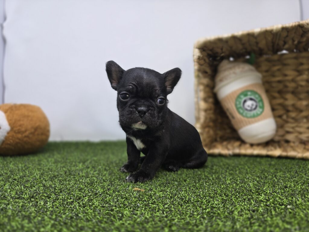 [#26189-08]  - Black F Frenchton Puppies For Sale