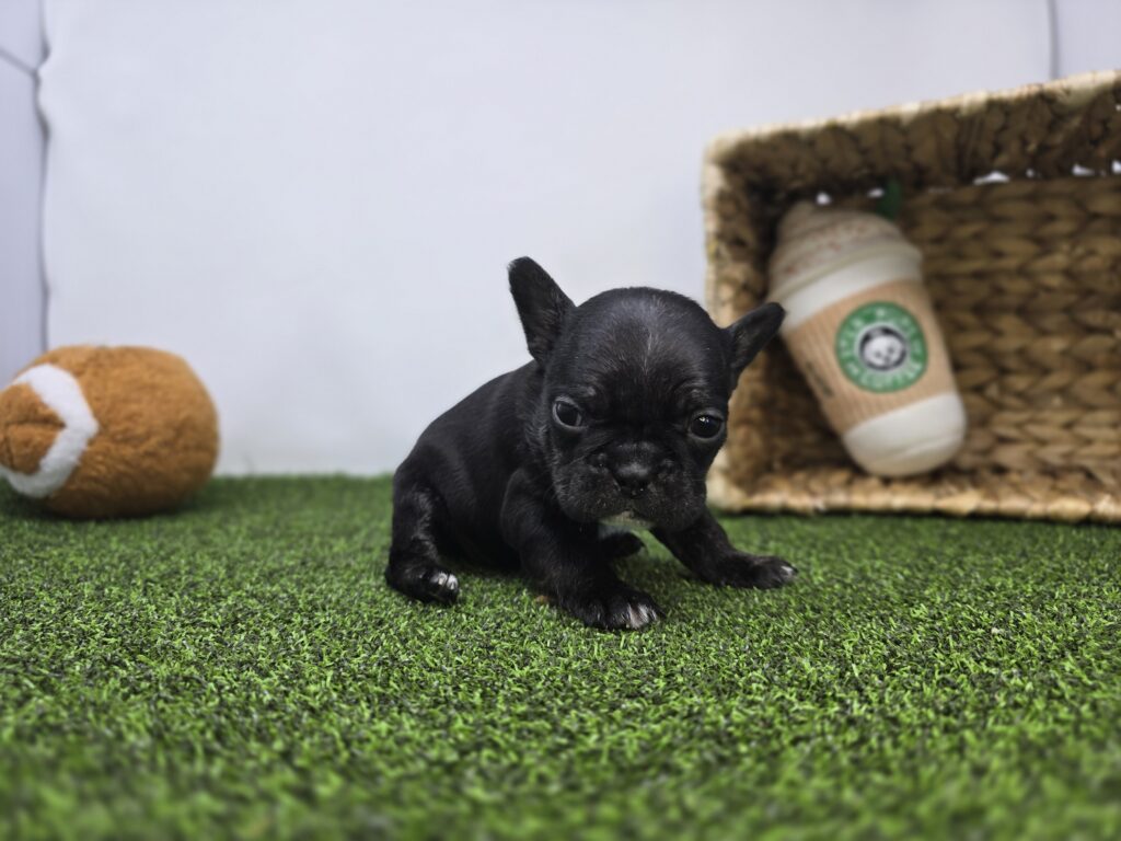 Bella - Frenchton - Image 3