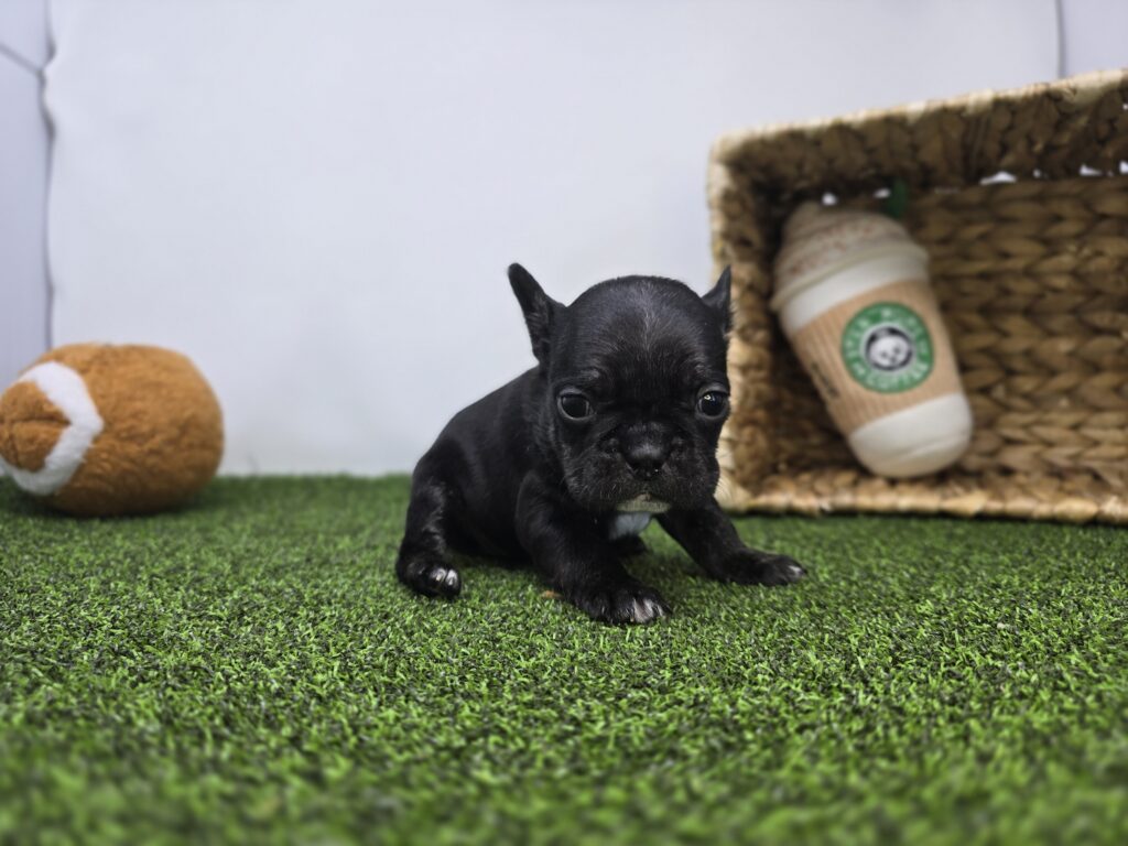 Bella - Frenchton - Image 4