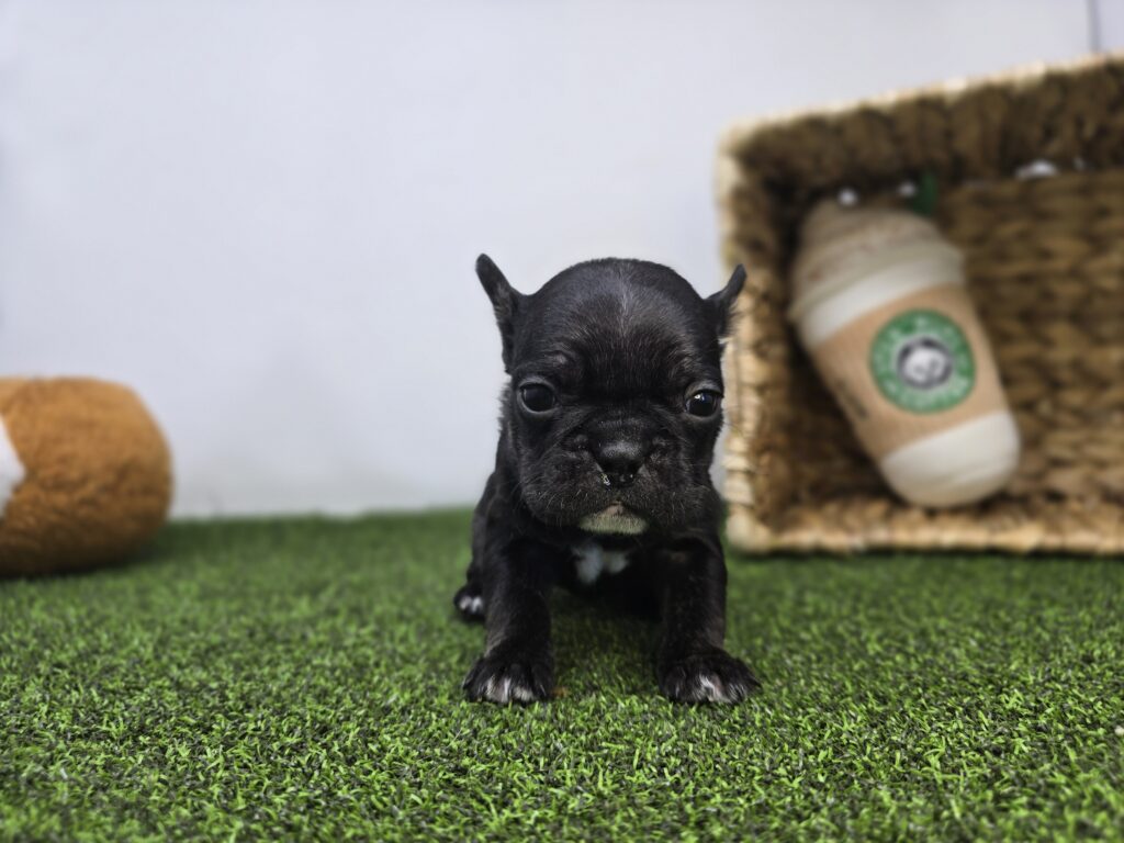 Bella - Frenchton - Image 5