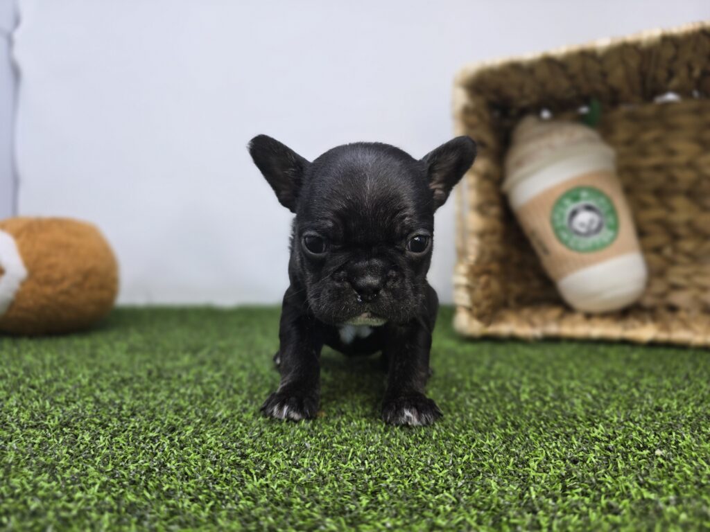 Bella - Frenchton - Image 6