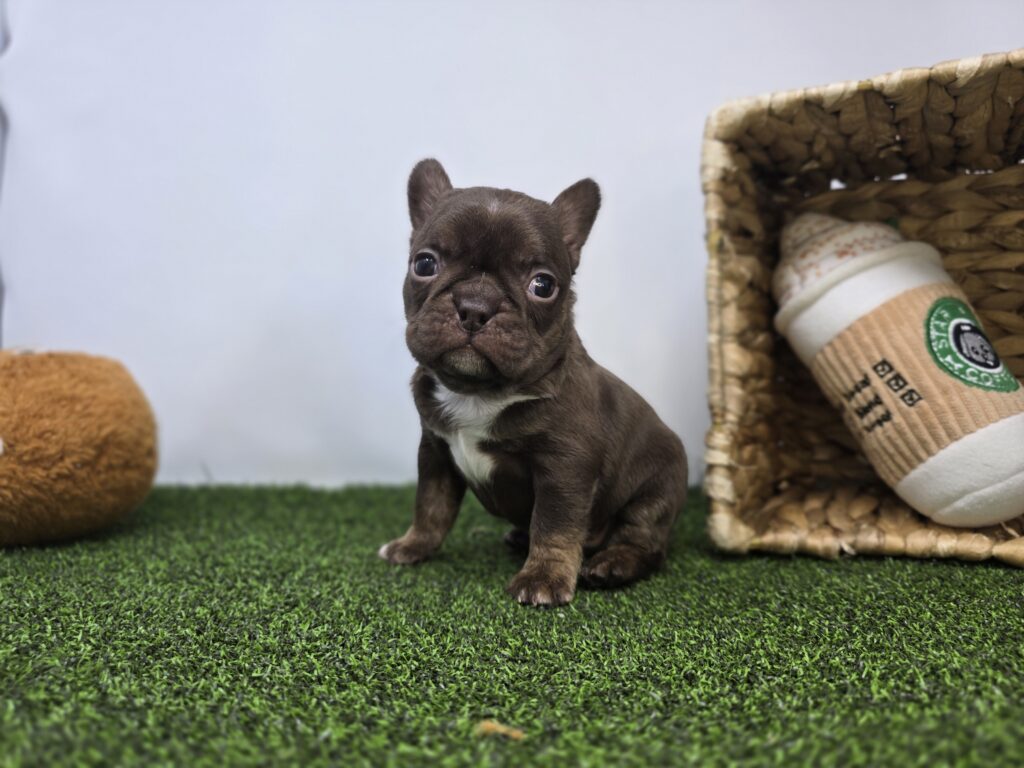 [#26189-09]  - Fawn F Frenchton Puppies For Sale