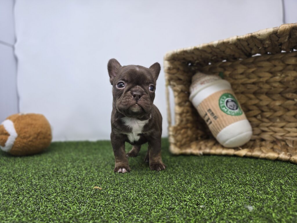 Summer - Frenchton - Image 2