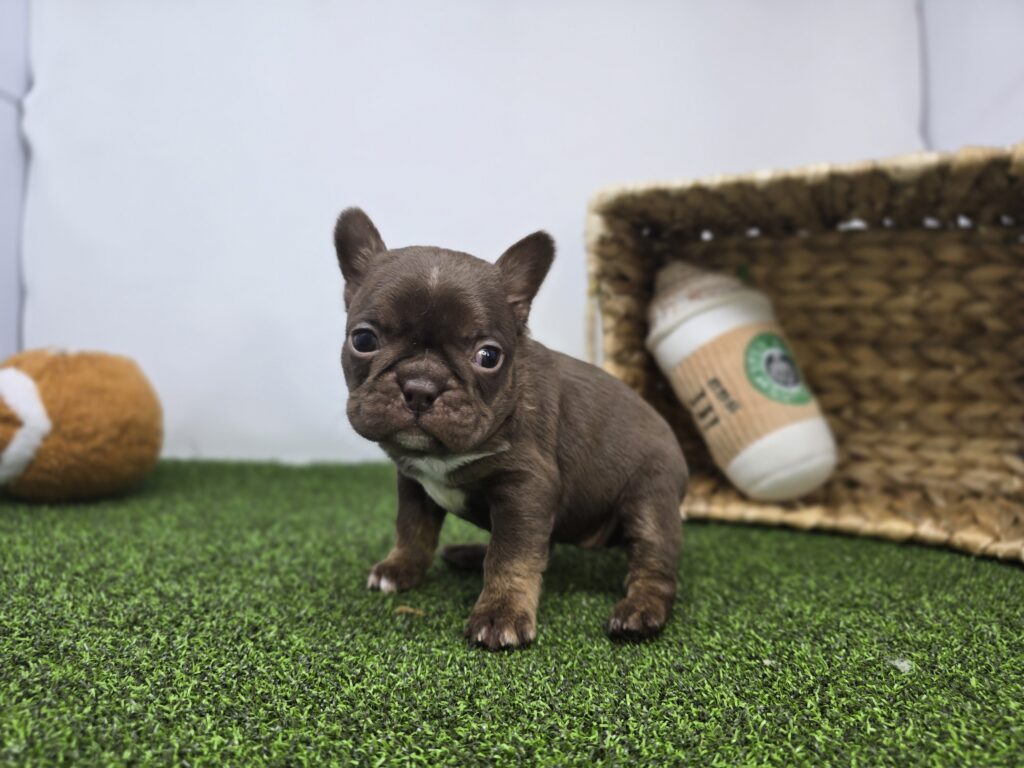 Summer - Frenchton - Image 6