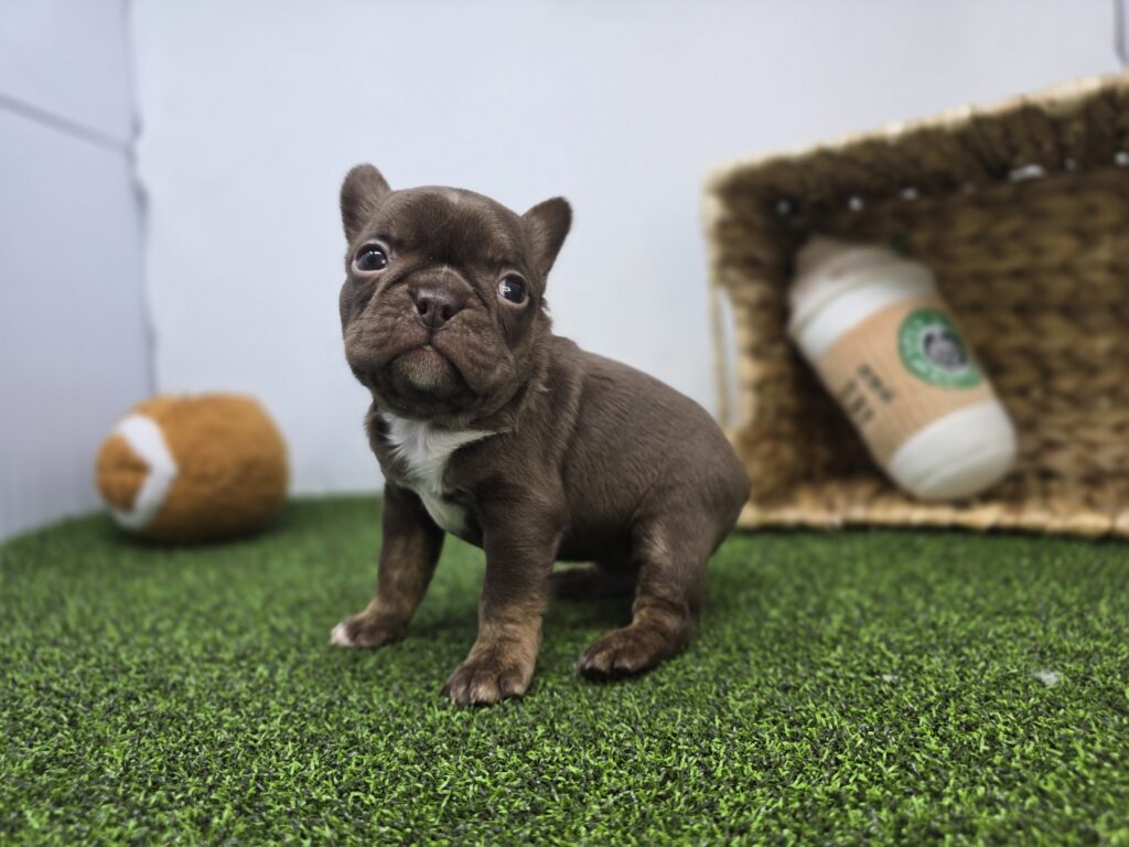 Summer - Frenchton - Image 5