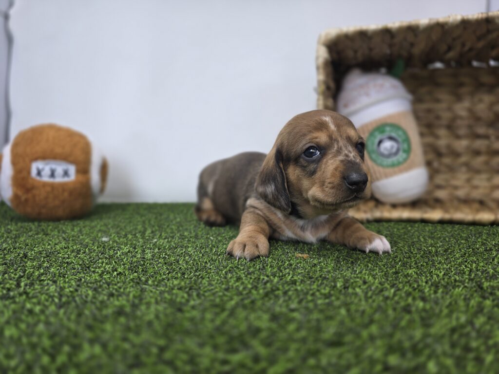 Diego - Dachshund - Image 2