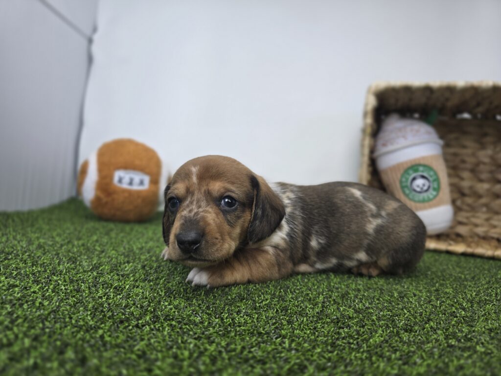 Diego - Dachshund - Image 3