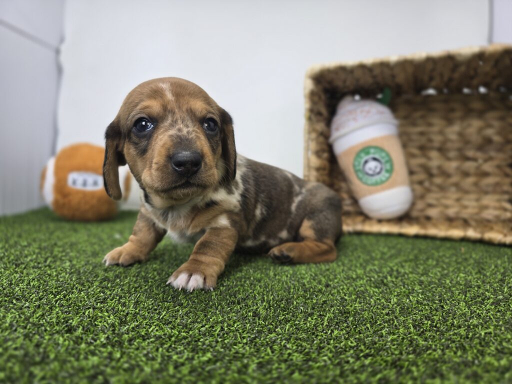 [#26182-01]  - Chocolate M Dachshund Puppies For Sale