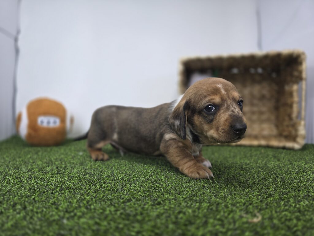 Diego - Dachshund - Image 5