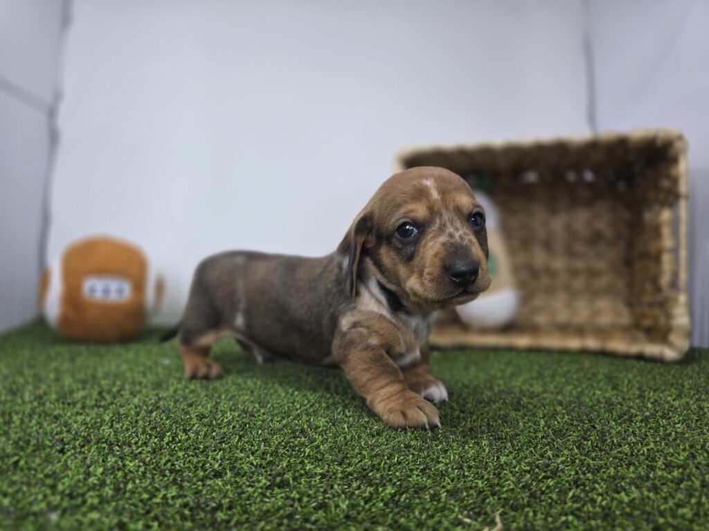 Diego - Dachshund - Image 6