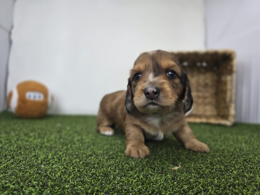 River - Dachshund - Image 6