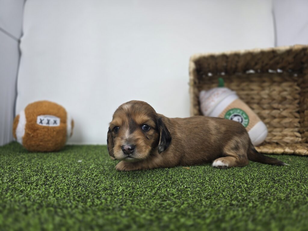 River - Dachshund - Image 4