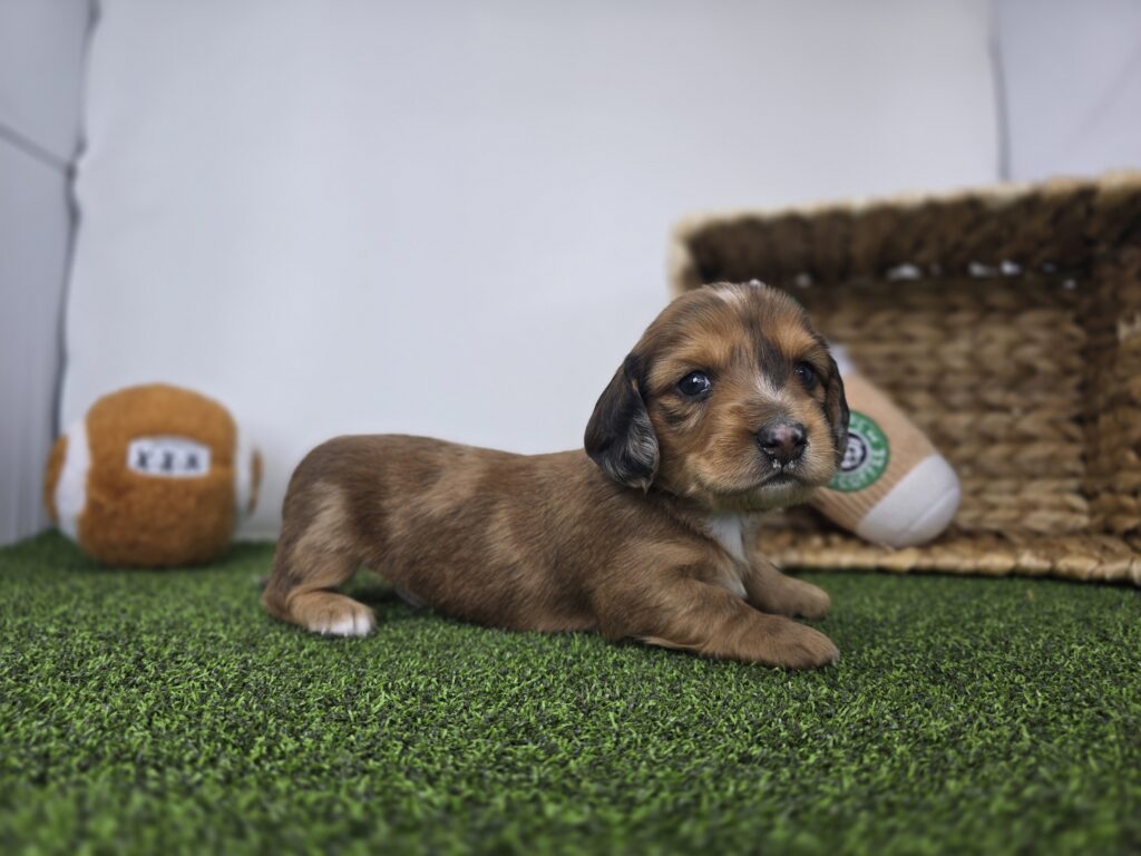 [#26182-02]  - Chocolate M Dachshund Puppies For Sale