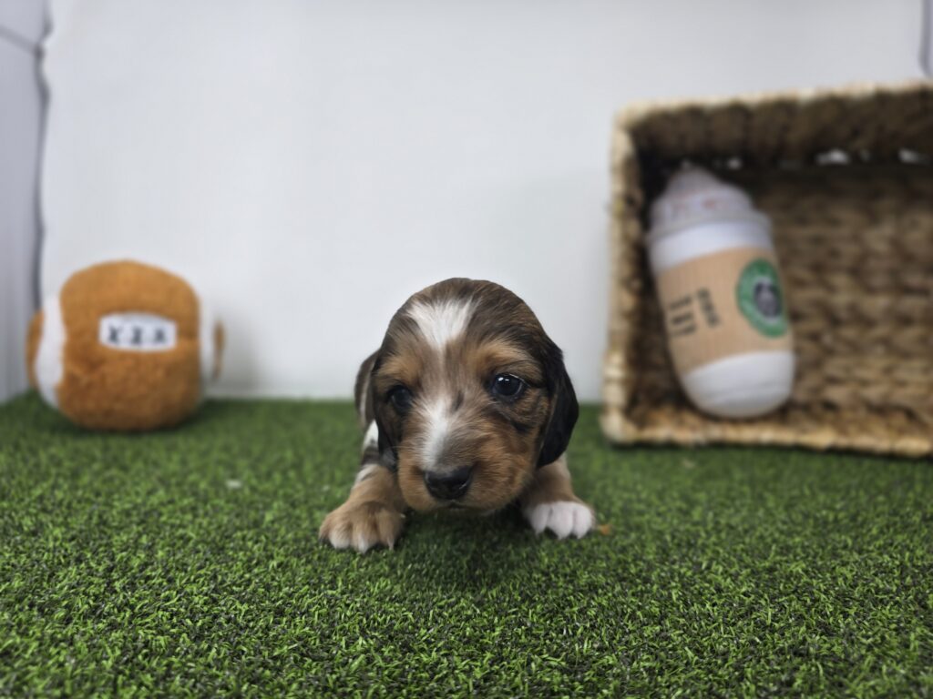 Carson - Dachshund - Image 2