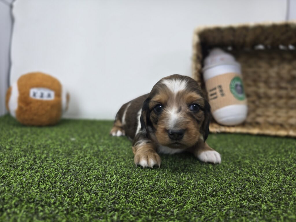 Carson - Dachshund - Image 3