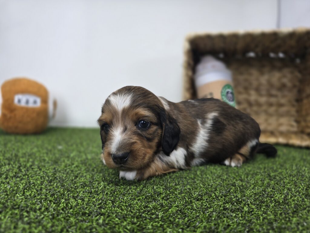 Carson - Dachshund - Image 4