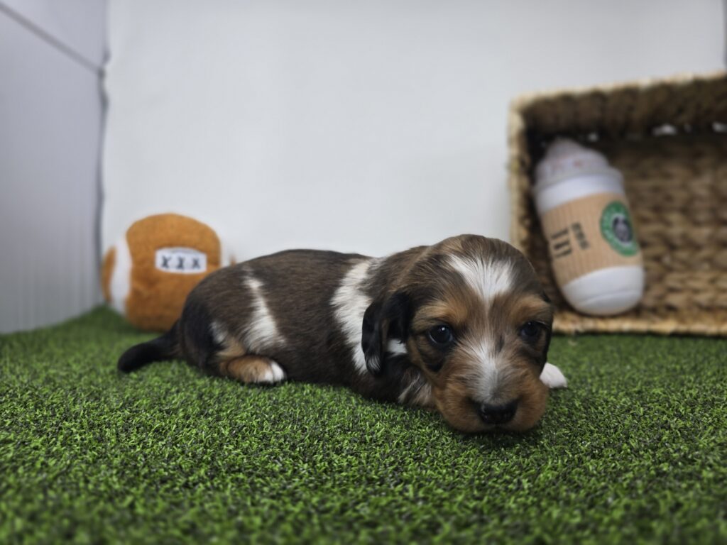 Carson - Dachshund - Image 5