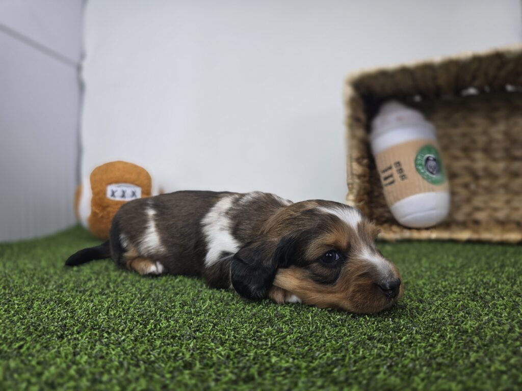 Carson - Dachshund - Image 6