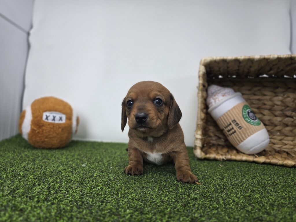 [#26182-04]  - Chocolate M Dachshund Puppies For Sale
