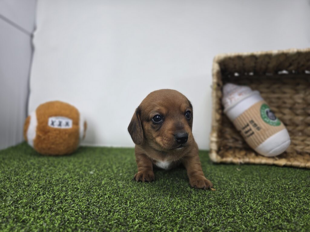 Dakota - Dachshund - Image 2