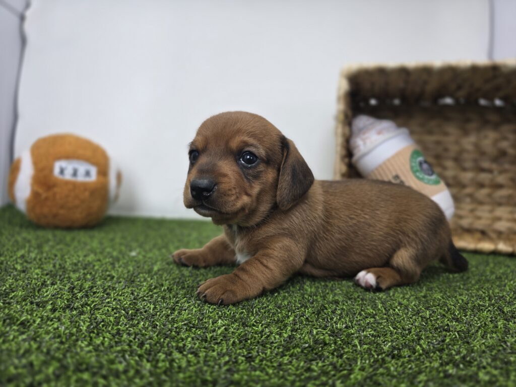 Dakota - Dachshund - Image 6