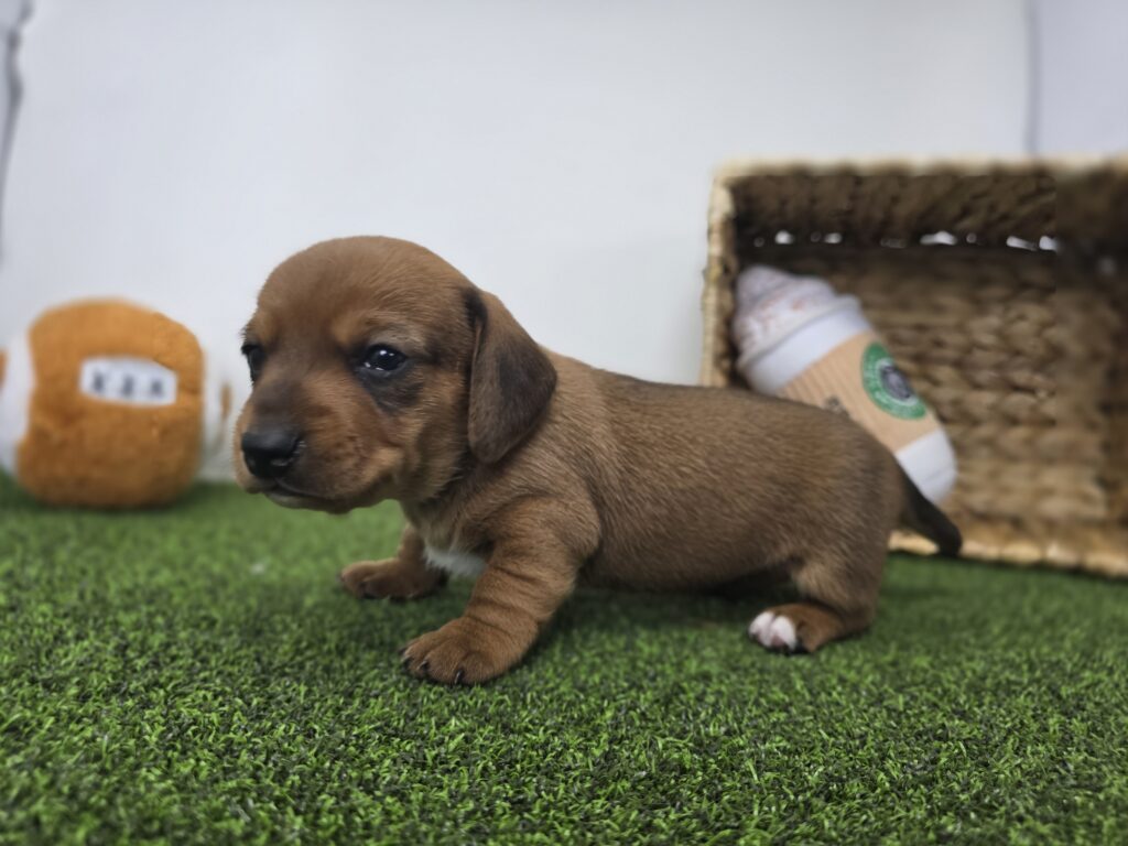 Dakota - Dachshund - Image 5