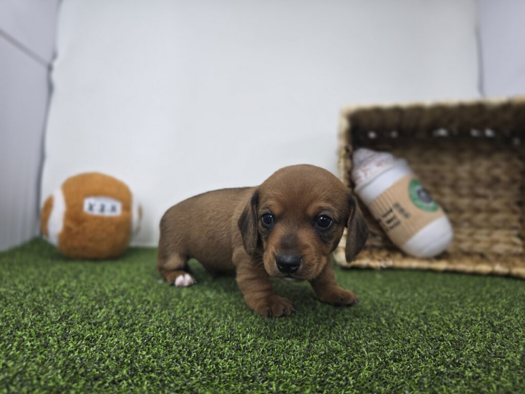 Dakota - Dachshund - Image 4