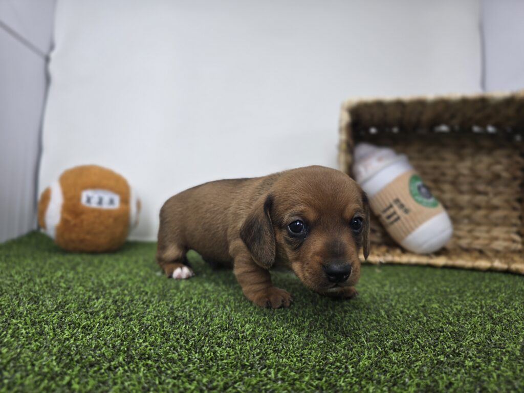 Dakota - Dachshund - Image 3