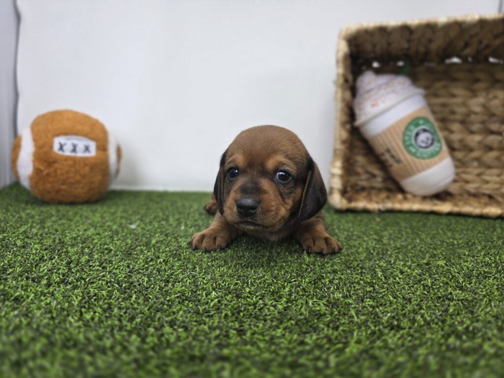 Juliette - Dachshund - Image 2