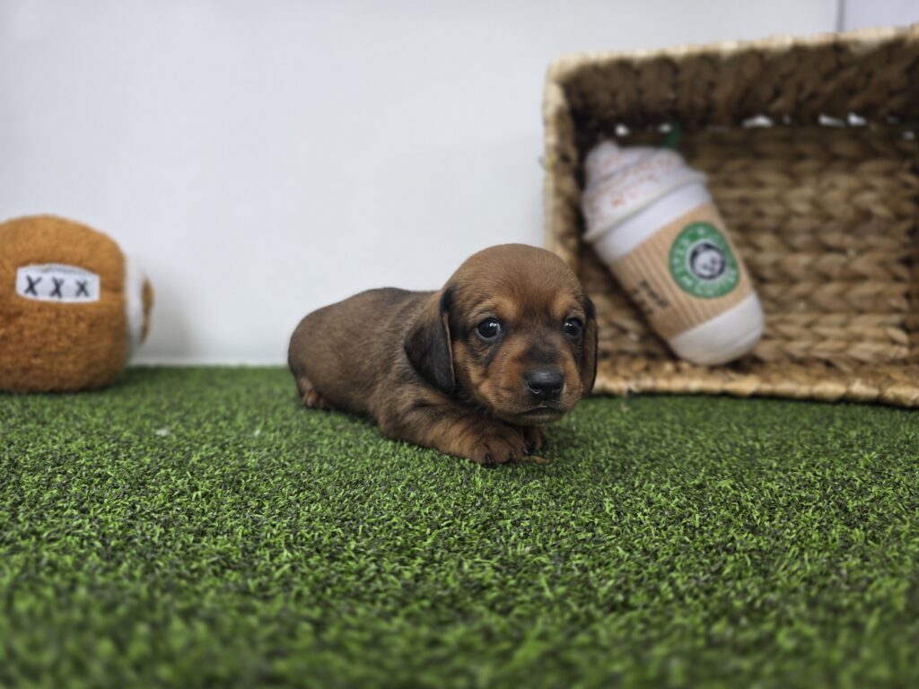 Juliette - Dachshund - Image 3
