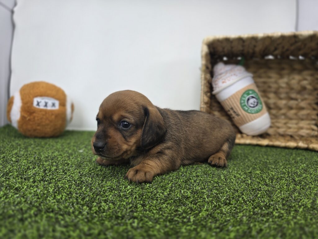 Juliette - Dachshund - Image 4