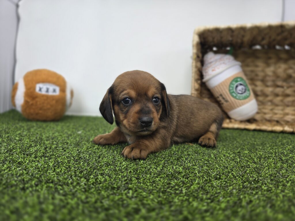 Juliette - Dachshund - Image 5