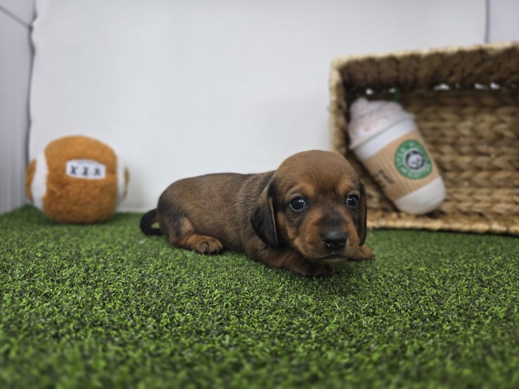 Juliette - Dachshund - Image 6