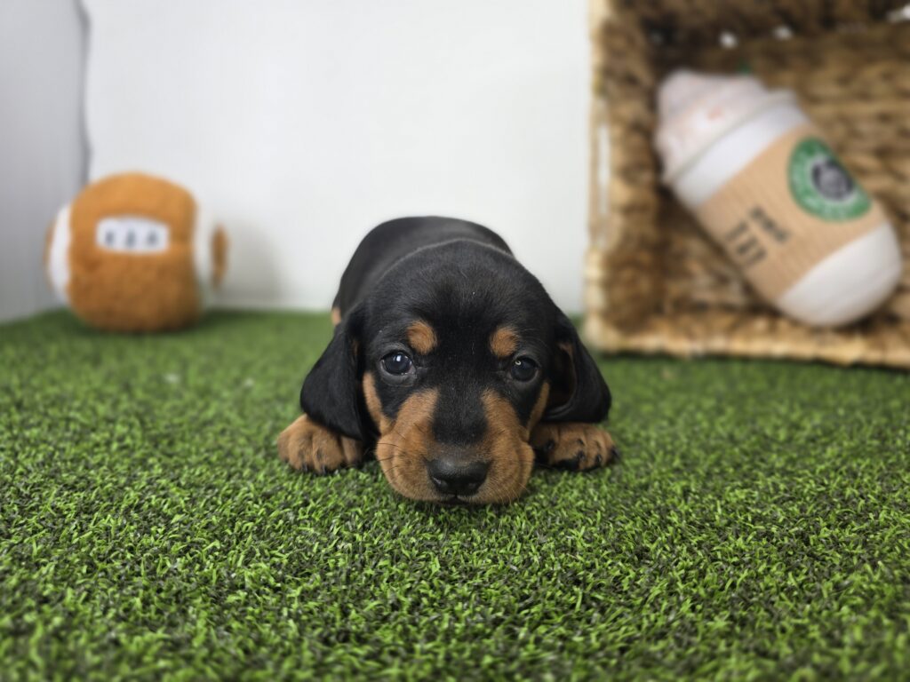 Georgia - Dachshund - Image 6