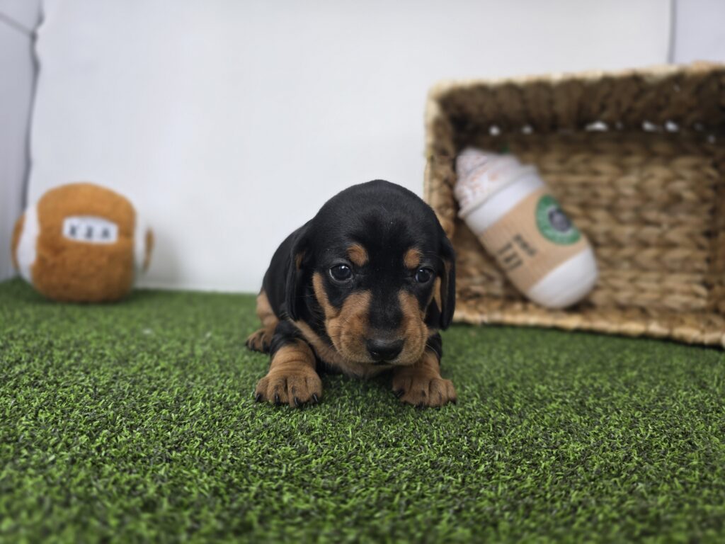 Georgia - Dachshund - Image 5