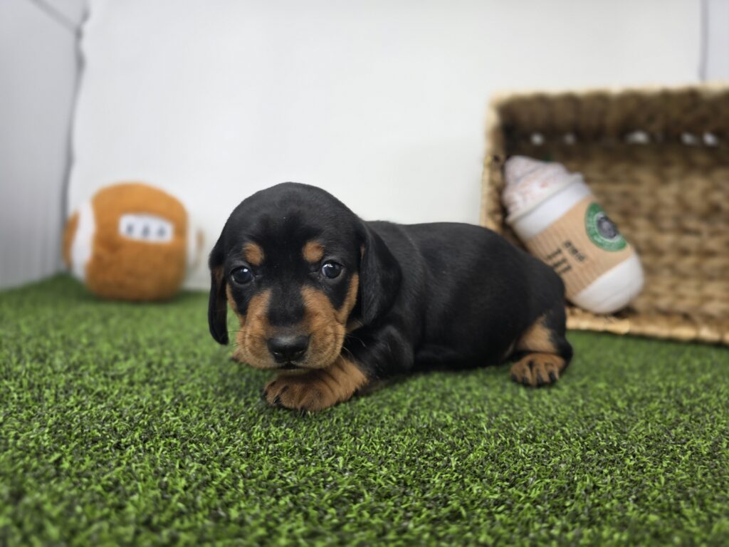 Georgia - Dachshund - Image 4