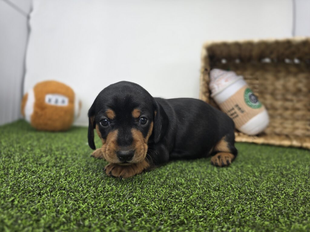 Georgia - Dachshund - Image 3