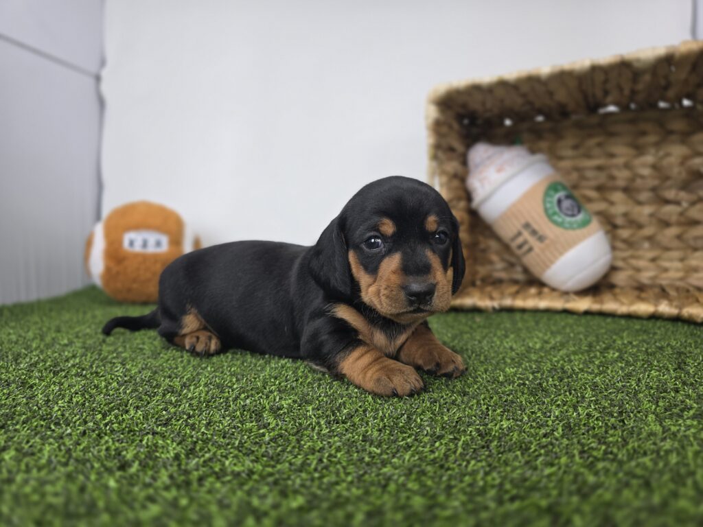 [#26182-06]  - Black / Tan F Dachshund Puppies For Sale