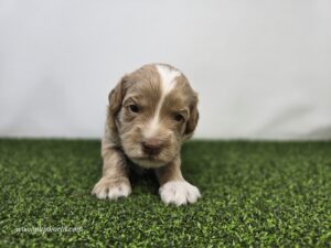 Goldendoodle Mini F1BB
