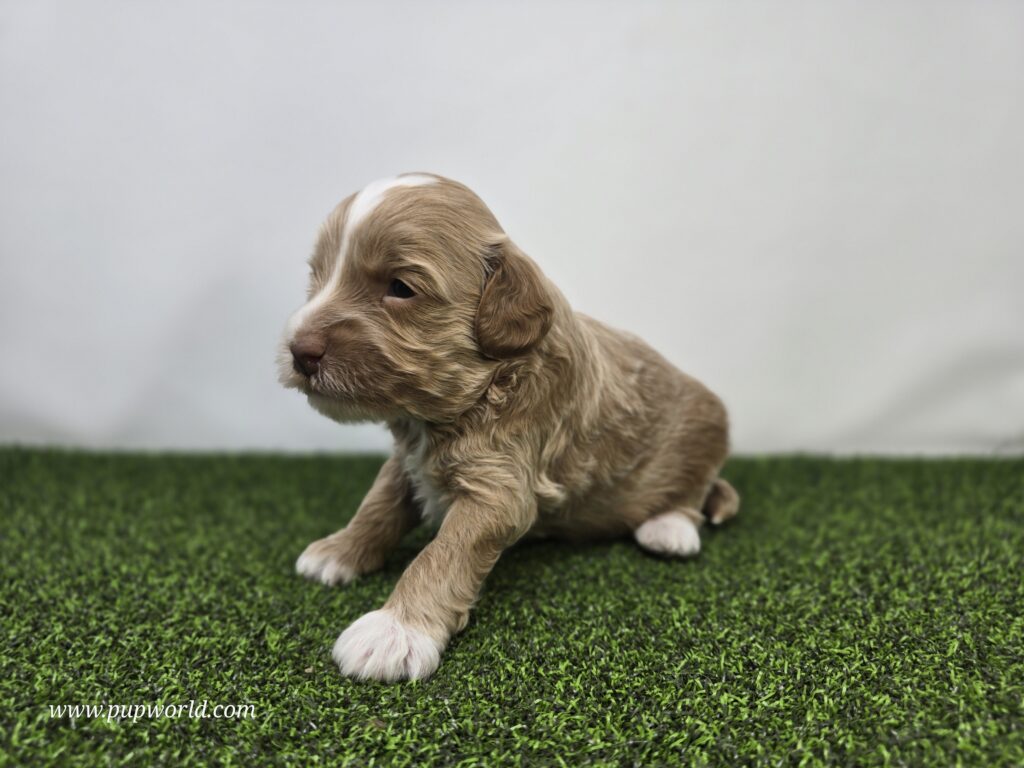 Sullivan - Goldendoodle Mini F1BB - Image 4