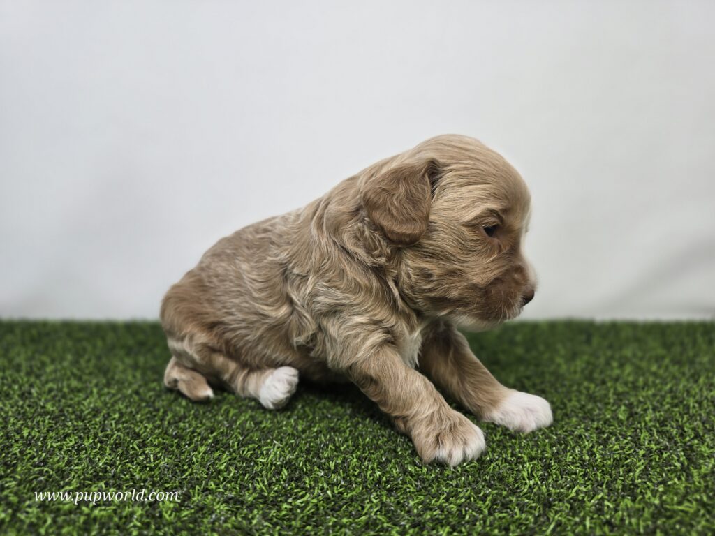 Sullivan - Goldendoodle Mini F1BB - Image 3