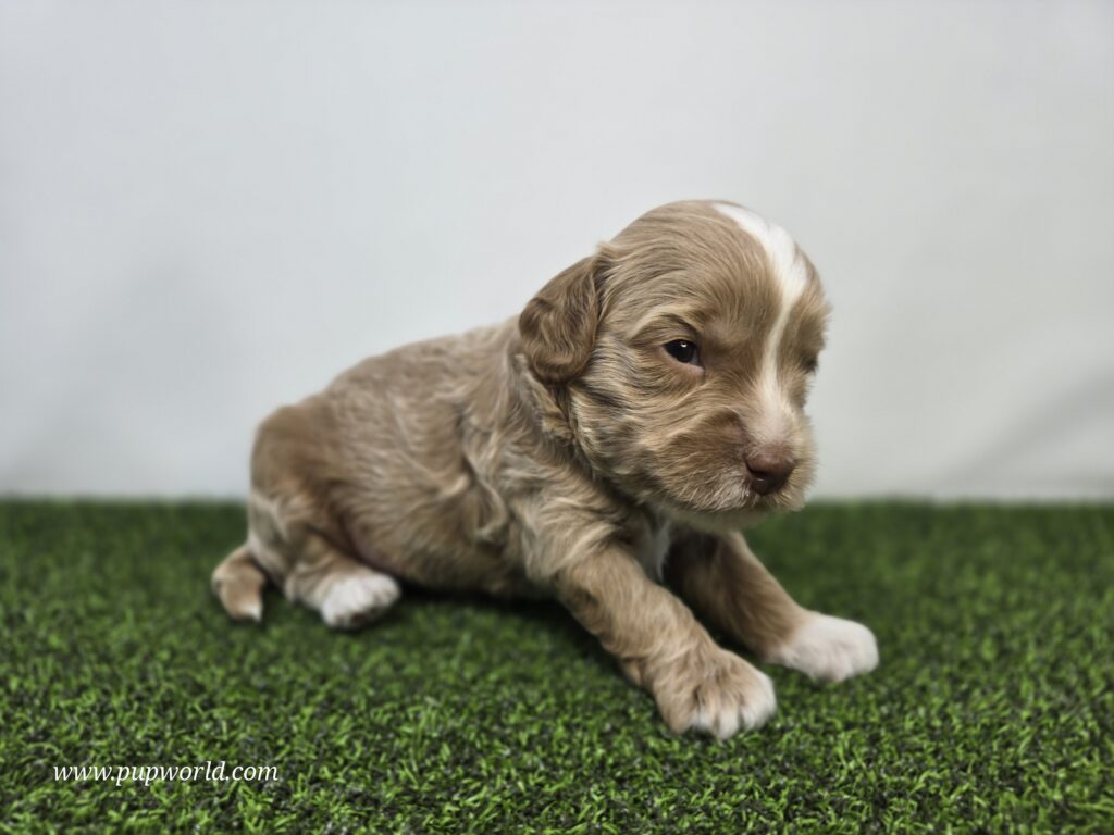 Sullivan - Goldendoodle Mini F1BB - Image 2