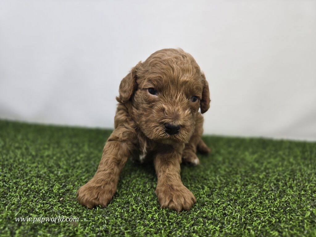 [#265-02]  - Golden F Goldendoodle Mini F1BB Puppies For Sale