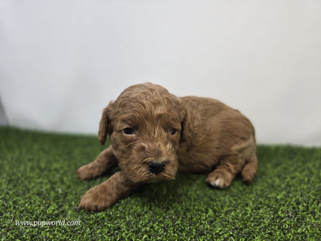Marigold - Goldendoodle Mini F1BB - Image 2