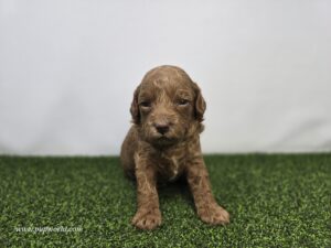 Goldendoodle Mini F1b