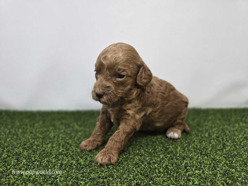 Josephine - Goldendoodle Mini F1BB - Image 2