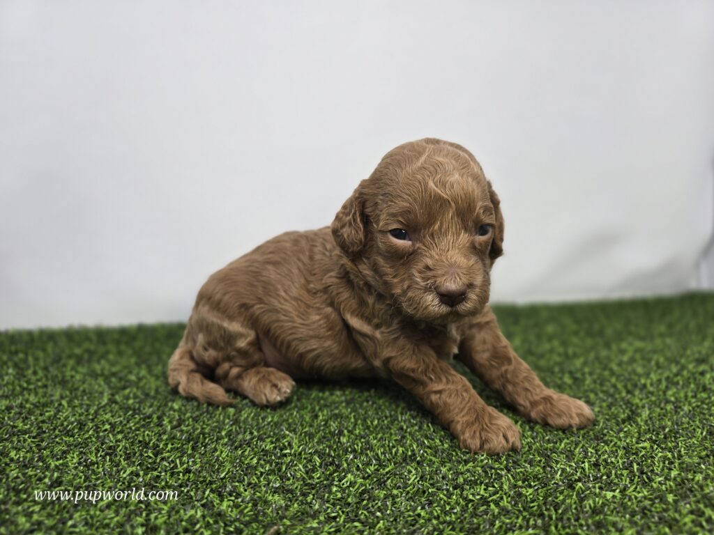 Josephine - Goldendoodle Mini F1BB - Image 3